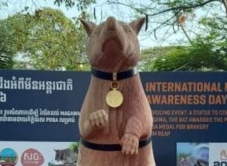 كمبوديا تكرم الفأر ماغاوا بتمثال بعد إنجاز تاريخى فى كشف الألغام