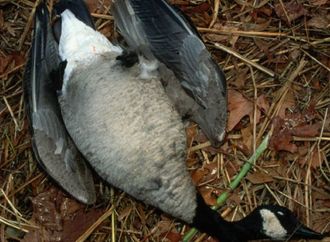 موجة نفوق غامضة للطيور في أمريكا تثير المخاوف الصحية