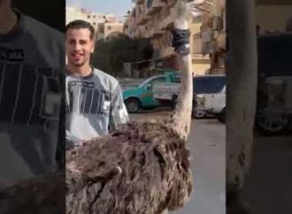 سباق نعام في شوارع الهضبة الوسطى.. لقطة اليوم