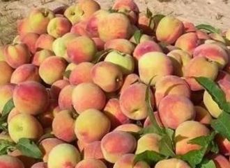 الخوخ البلدى فى الشيخ زويد.. موسم خير ينتظره المزارعون مع بداية الصيف (صور)