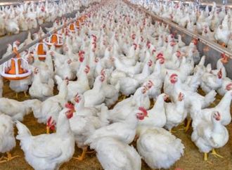 بعد القرارات الحكومية الأخيرة.. مفاجأة فى أسعار الدواجن والبانيه اليوم