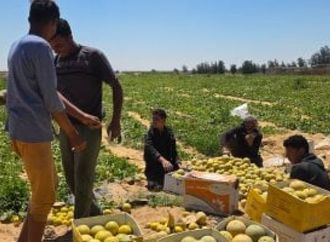 حصاد العسل الأبيض.. شاهد الكنتالوب فى مزارع الإسماعيلية... فيديو