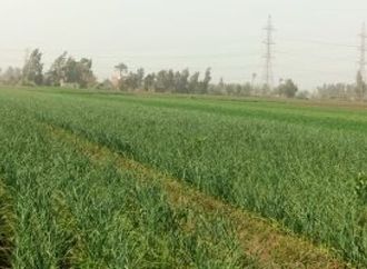 2500 فدان.. محصول البصل ينير أراضى محافظة المنوفية.. صور