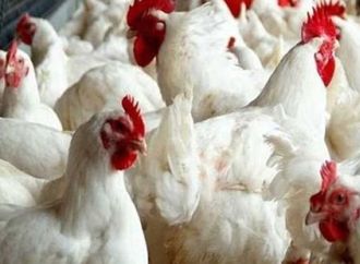 قفزة مفاجئة.. أسعار الدواجن والبانيه سادس أيام شهر رمضان