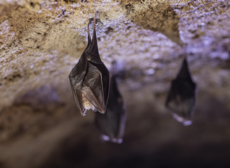 اكتشاف فيروس كورونا لدى خفافيش شرق إفريقيا يمكنه غزو الخلايا البشرية!